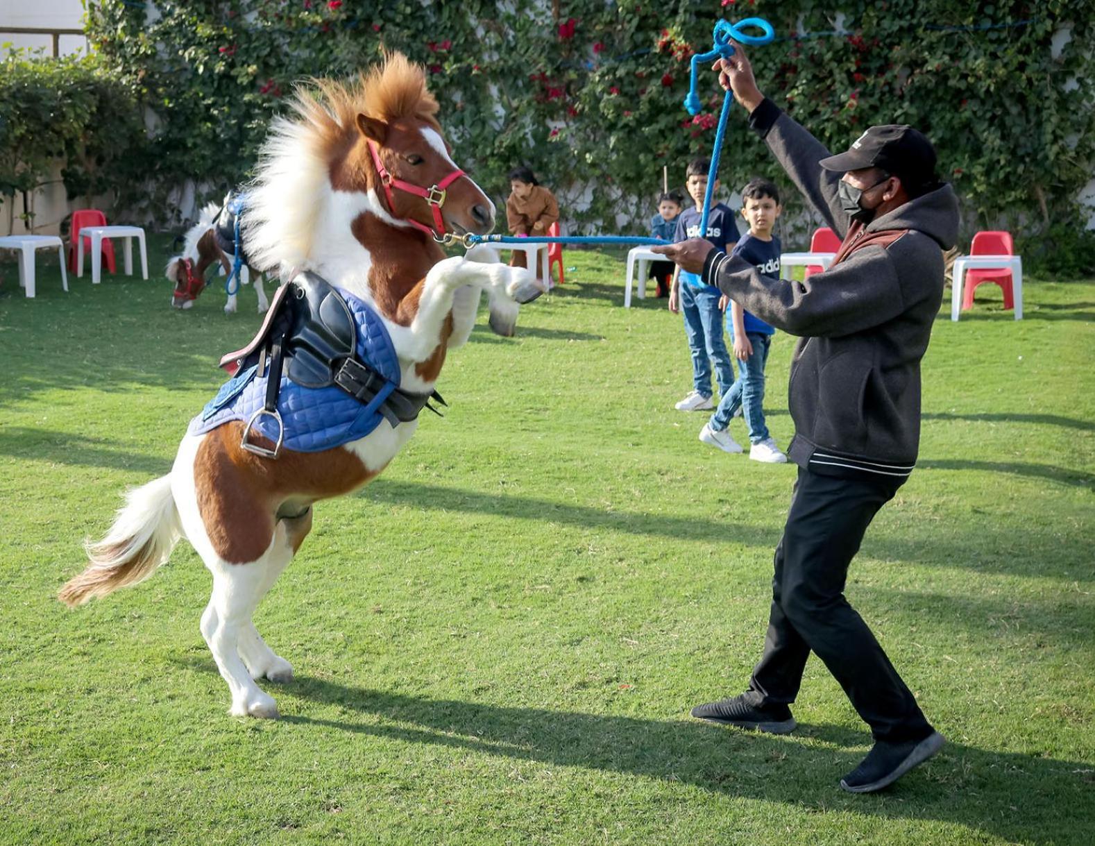 Lagoona Beach Luxury Resort And Spa Al Manamah Esterno foto The photo shows a small horse or pony rearing up on its hind legs. The pony is wearing a blue saddle and is being led by a person who is holding a rope. The person is wearing a mask and appears to be encouraging the pony to perform. In the background
